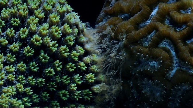 Coral fighting-Photo Credit: BBC