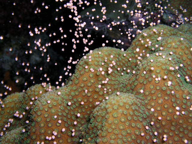 Coral Spawning-Photo Credit: www.greenretreat.org